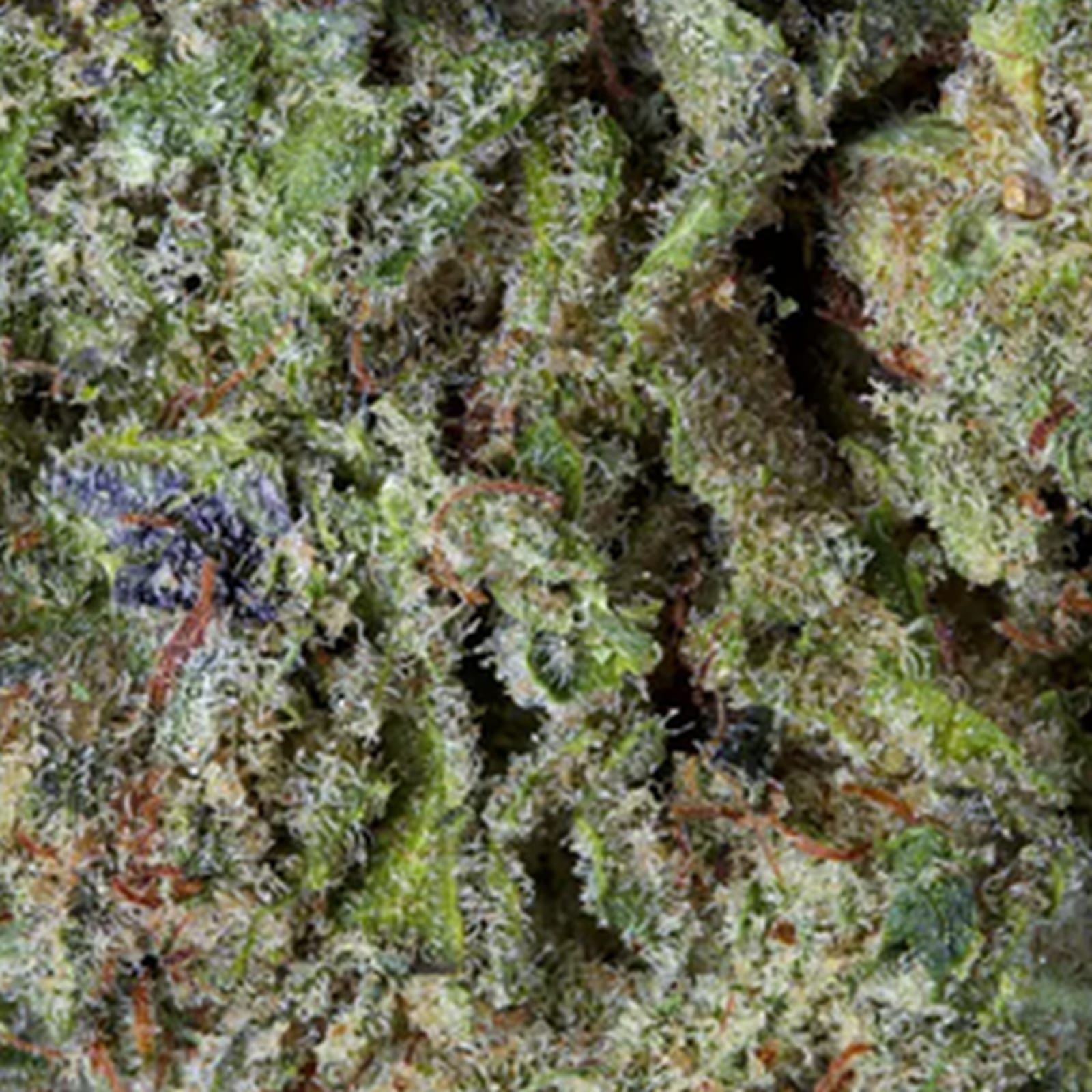 The head in macro: frosted trichomes and orange pistils filling the frame