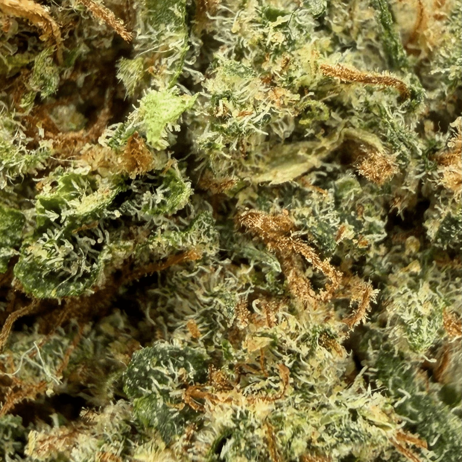A Critical+ 2.0 head in macro, the trichomes filling the frame