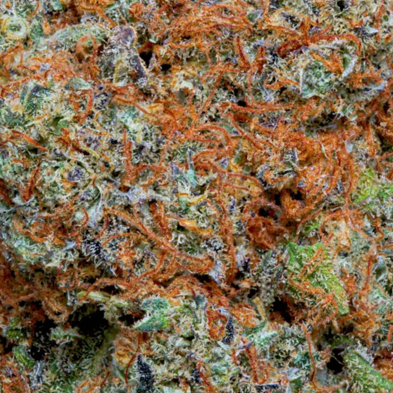 The head in macro: the network of orange pistils filling the frame